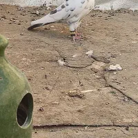 یک جفت کفتر خال قدیم ذات دار پرشی|پرنده|ساوه, |دیوار