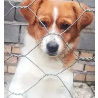 سگ نژاد دار جک راسل اصلی