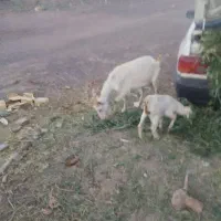 سلام بز دورگ شیرا خوب