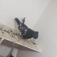 کفتر به شرط ضمانت