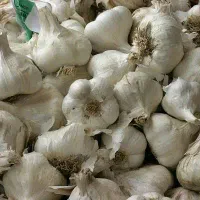 فروش سیر ۹۰۰ کیلو
