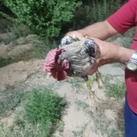خروس گلین