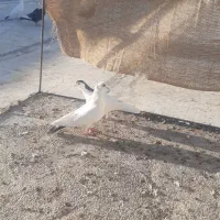 کبوتر نقش فروشی|پرنده|ریگ ملک, |دیوار