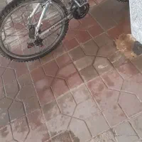 دوچرخه ی ۲۶|دوچرخه، اسکیت، اسکوتر|بهار, |دیوار