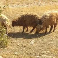 بره و کهره نر