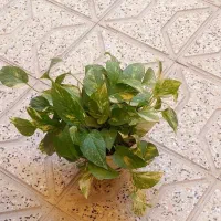 گل های طبیعی
