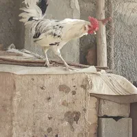 خروس|حیوانات مزرعه|اصفهان, زیار|دیوار