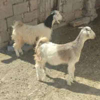 دو عدد بز