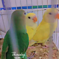 طوطی برزیلی|پرنده|دزفول, |دیوار