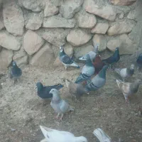 ماده پلاکی|پرنده|برازجان, |دیوار