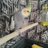 عروس هلندی-سخنگو|پرنده|تهران, ائمه اطهار|دیوار