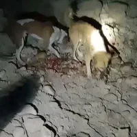 فروش یک عدد سگ آدرس خودبستک