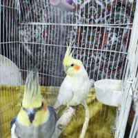 یک جفت عروس هلندی با قفس و لانه