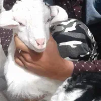 سلام  تعدادی گوسفند  فروشی