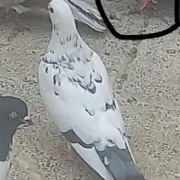 کفتر