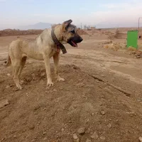 سگ سرابی ماده