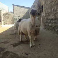 بره نر سنجابی|حیوانات مزرعه|خرم‌آباد, |دیوار