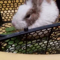 خرگوش خونگی تمیز چشمان زیبا باهوش حرف گوش کن