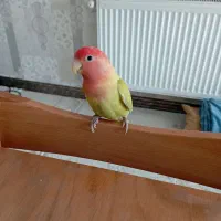 طوطی برزیلی زرنگ