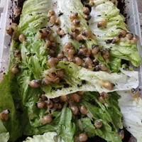 جوجه حلزون البینو