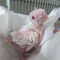 جوجه عروس هلندی  (آلبینو )