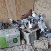 کبوتر|پرنده|شیراز, محمودآباد|دیوار