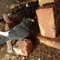 نر پلنگ کاکل|پرنده|زاهدان, |دیوار