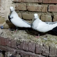 دم سیاه