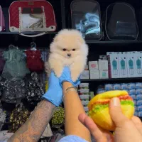 پامر تیکاپ سایز اصیل(سگ)|سگ|اصفهان, آهنگران|دیوار