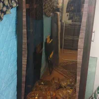 ویترین چوبی