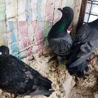 3عدد ماده پولکی ذات سار