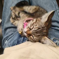 واگذاری گربه شصت روزه