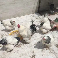 تخم مرغ نطفه دار برهما