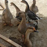 فروش قو غاز