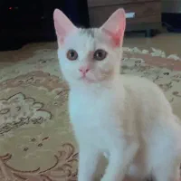 گربه