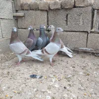 رخ کبوتر گویایه همه چی هست|پرنده|گنبد کاووس, |دیوار