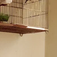 پرند|پرنده|ملایر, |دیوار