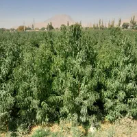 نهال های اصلاح شده زیر نظر جهاد کشاورزی