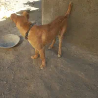 توله خراسانی پنج ماه