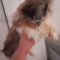 شیتزوسوپرفلت