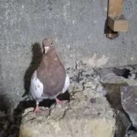 سینه کاکلی نر|پرنده|مشهد, نیزه|دیوار