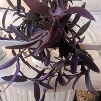 گل طبیعی با گلدان
