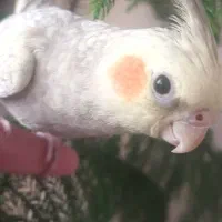 عروس هلندی دستی|پرنده|تربت‌حیدریه, پیشکوه|دیوار