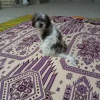 سگ ۴ ماهه