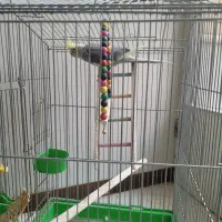 عروس هلندی با قفس