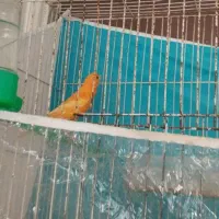 سلام یک جفت قناری سرخ مست مستخون|پرنده|مشهد, ادیب نیشابوری (شهرک غرب)|دیوار