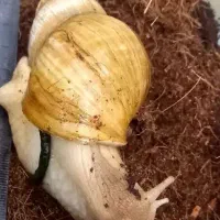 حلزون آلبینو ۹ سانتی