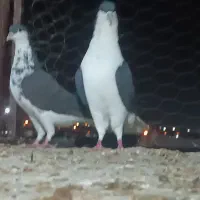 شهری سیاه نروماده