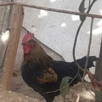 سه عدد خروس مشکی محلی