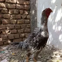 مرغ و خروس لاری